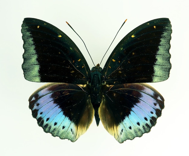 Colorful blue black butterfly isolated on white, Lexias pardalis male macro close up, nymphalidae,