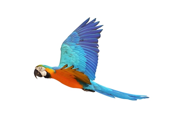 Colorful Blue and gold macaw flying isolated on white background.