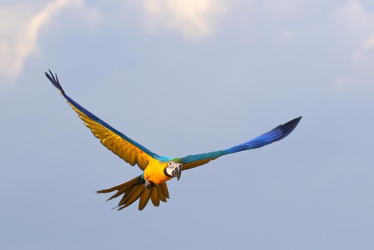 Colorful Blue and Gold Macaw parrot flying in the sky Free flying bird