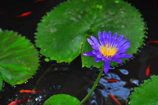 Foto colorato di loto blu nella piscina con sfondo di foglie verdi