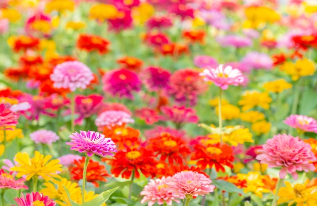 Colorful blurred background of Zinnia flower, on bright sunlight