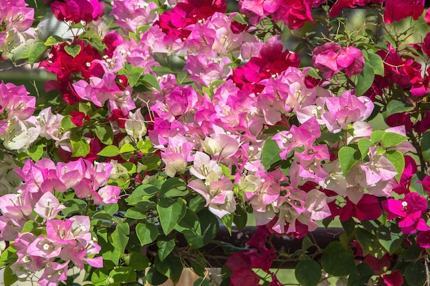 Colorful bougainvillea flower