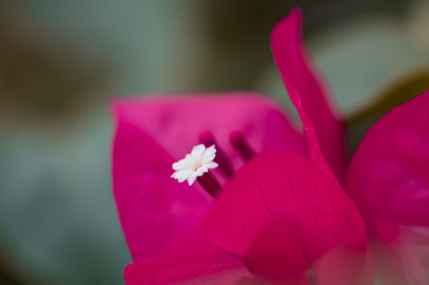 背景にカラフルなブーゲンビリアの花