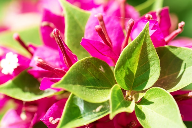 Colorful Bougainvillea flowers for background