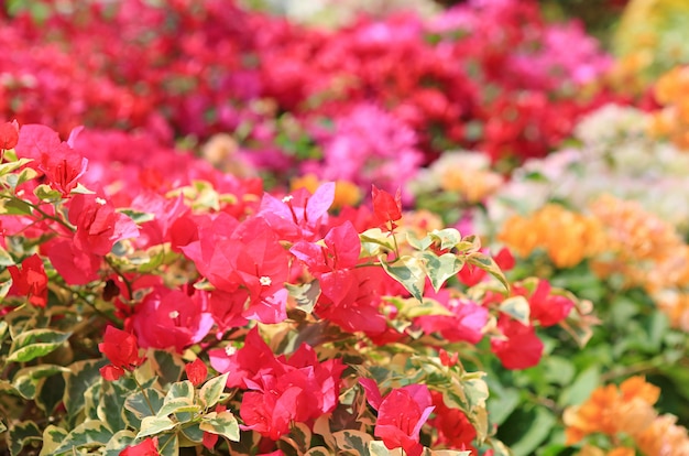 庭にカラフルなブーゲンビリア紙の花。