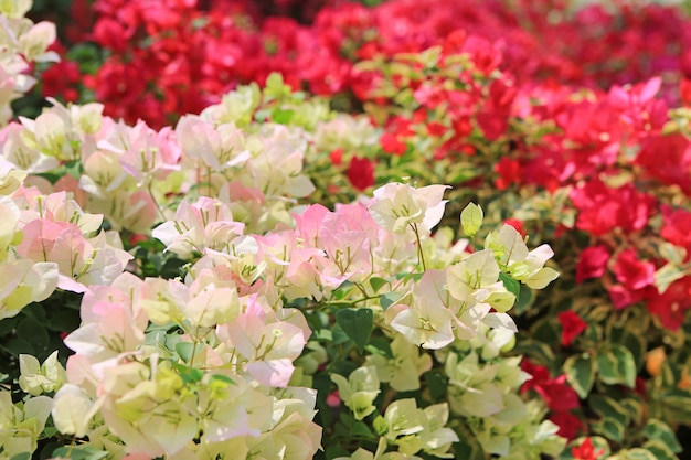 庭にカラフルなブーゲンビリア紙の花。