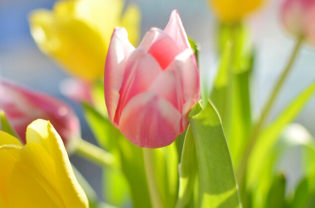 ウィンドウ、黄色とピンクの春の花の背景にチューリップのカラフルな花束