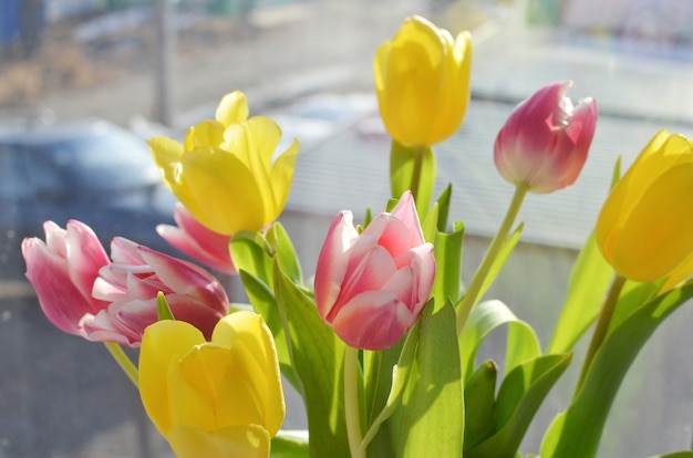 Foto mazzo variopinto dei tulipani sui precedenti della finestra, fiori gialli e rosa della molla