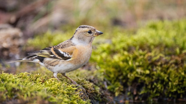 화려한 브램블링, Fringilla montifringilla, 가을 단풍 사이 땅에 자리 잡고 있습니다.