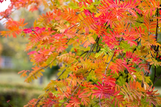 Colorful branch of rowan leaves in the autumn park