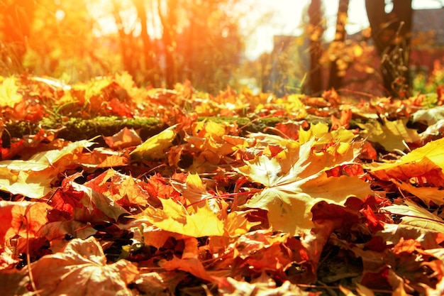 Colorful bright leaves falling in autumnal park