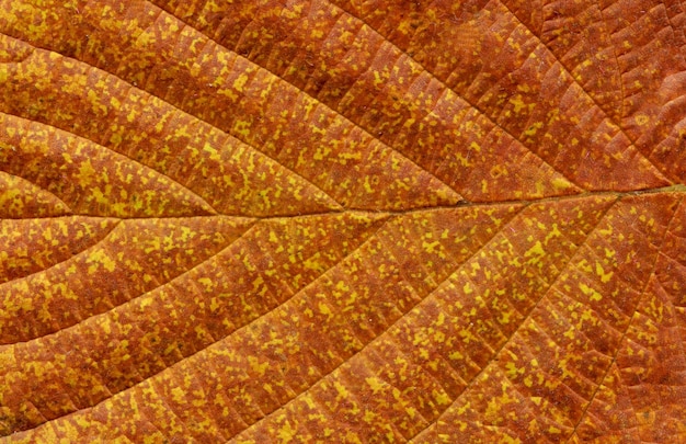 Photo colorful brown autumn leaf closeup