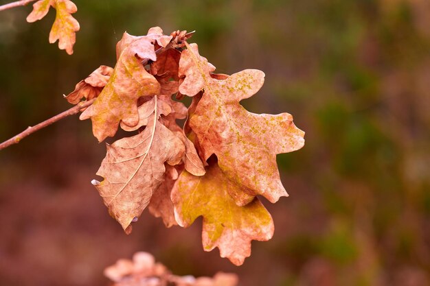 Colorful brown leaf from a tree or bush growing in a garden Closeup of quercus robur or common english oak from the fagaceae species of plants blooming and blossoming in nature during autumn