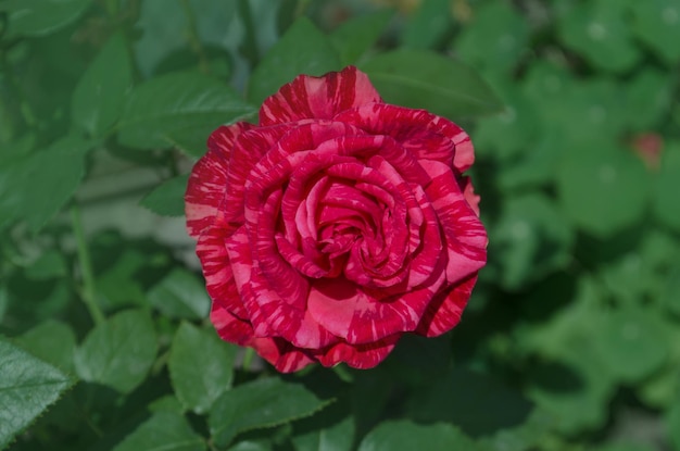 庭の縞模様のバラのカラフルな茂み白い縞模様の赤いバラ赤い直感