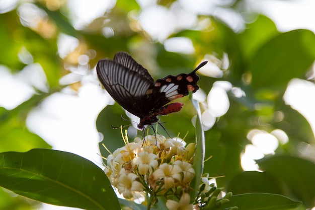 写真 色とりどりの蝶が花の上にあります。