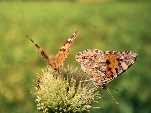 写真 花に色とりどりの蝶。