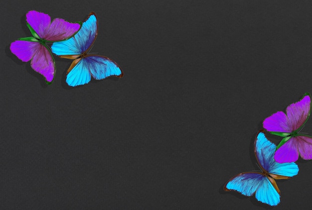 Colorful butterflies with a black background with a butterfly drawing.