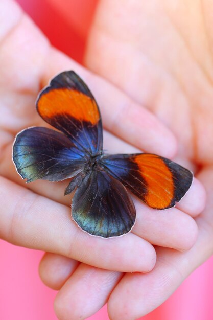 Colorful butterfly in female hand closeup