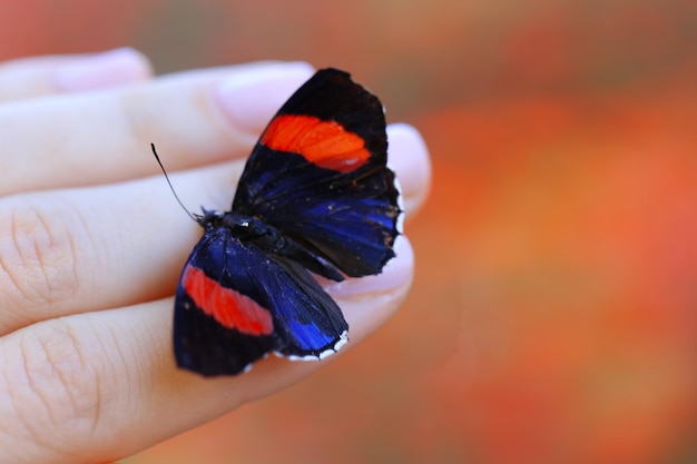 Красочная бабочка в женской руке крупным планом