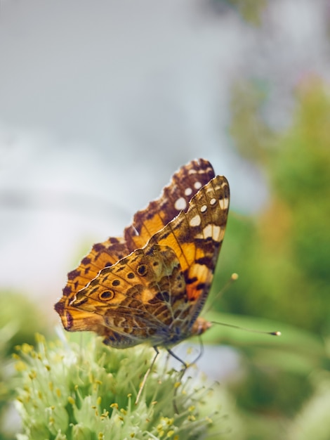 Colorful butterfly on a flower.