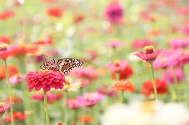 写真 色とりどりの蝶が花粉を探す