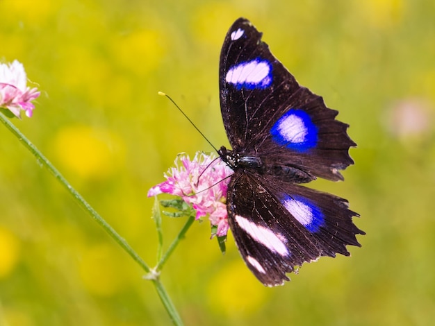 エレガントで繊細な葉の花の上のカラフルな蝶