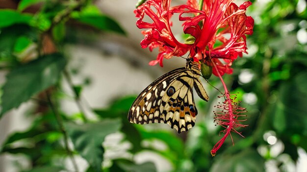 エレガントで繊細な葉の花にカラフルな蝶