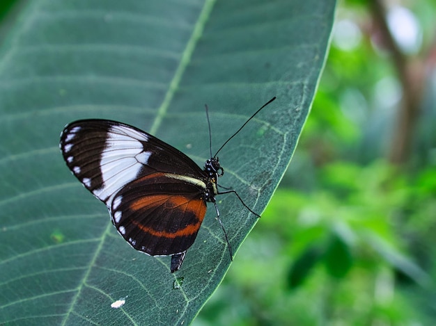 Colorful butterfly on a leaf flower elegant and delicate