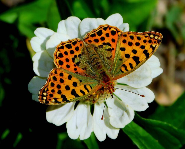 白い花びらの上に休むカラフルな蝶