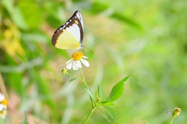 Farfalla colorata su fiori bianchi