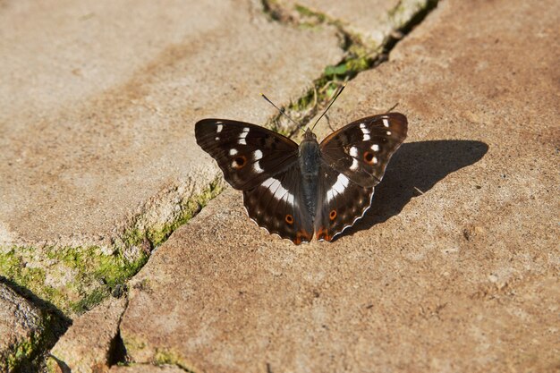 Colorful butterfly wings. Beautiful butterfly animal, outdoor