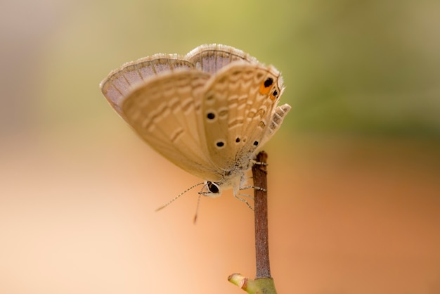 사진 화려한 나비