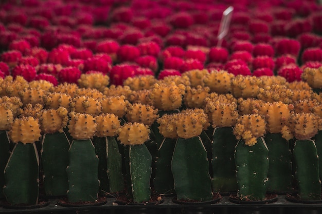 Colorful cactus arranged in the black pot tray