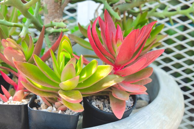 Colorful cactus blooming in a flowerpot