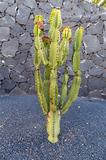 Quatiza, Lanzarote, 카나리아 제도, 스페인 근처 선인장 정원에서 화산 용암 모래 토양에서 자라는 다채로운 선인장 식물 품종.