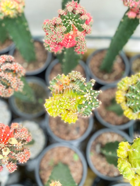 Colorful cactus in plastic pot Agriculture concept