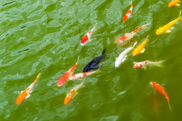 緑の水のカラフルな鯉の魚