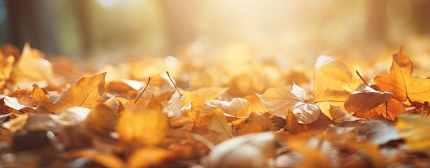 A Colorful Carpet of Fallen Autumn Leaves