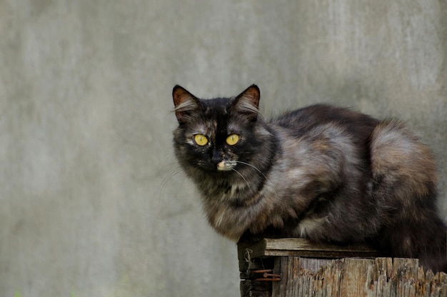 カラフルな猫が夏の日にフェンスに座っているモスクワ地方ロシア