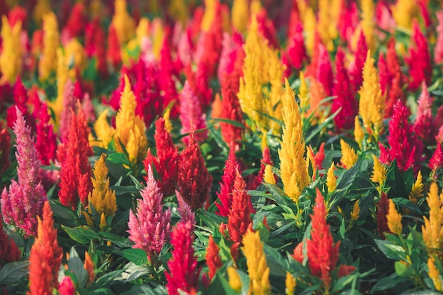 Colorato di celosia argentea o cresta di gallo piumato che fiorisce in giardino