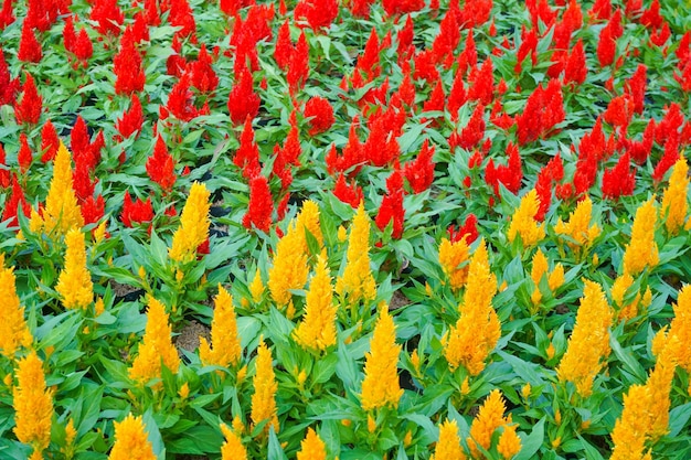 庭のカラフルなケイトウの花美しい花の背景