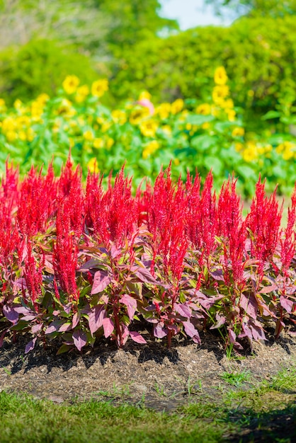 화려한 celosia 꽃