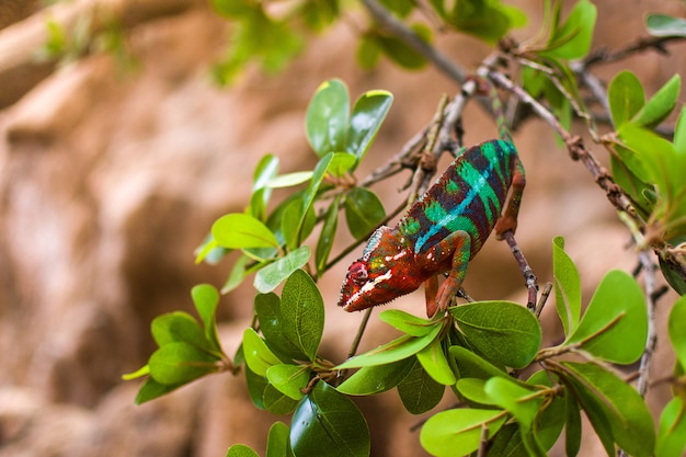 Colorful chameleon on branch in forest