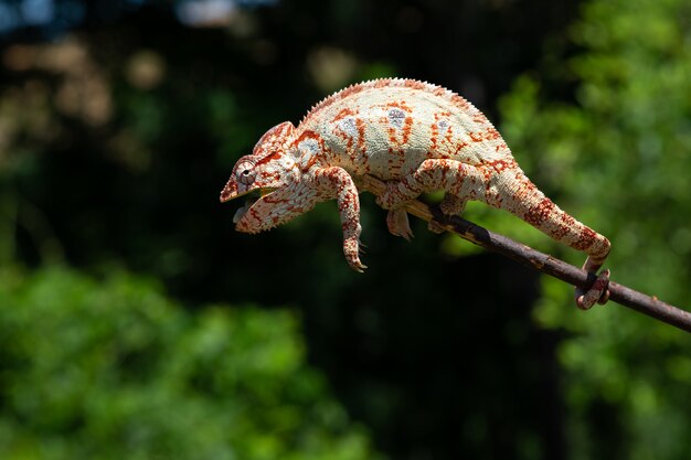 Colorful chameleon on a branch of a tree