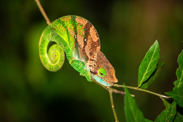 Colorful chameleon on a branch of a tree