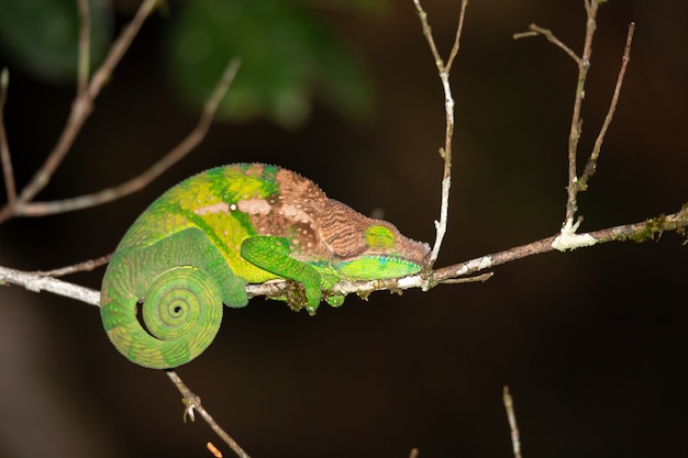 Foto camaleonte colorato in primo piano nella foresta pluviale del madagascar.