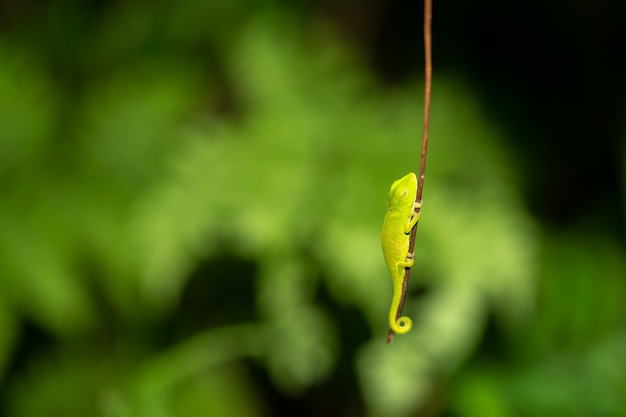 Foto camaleonte colorato in primo piano nella foresta pluviale del madagascar.