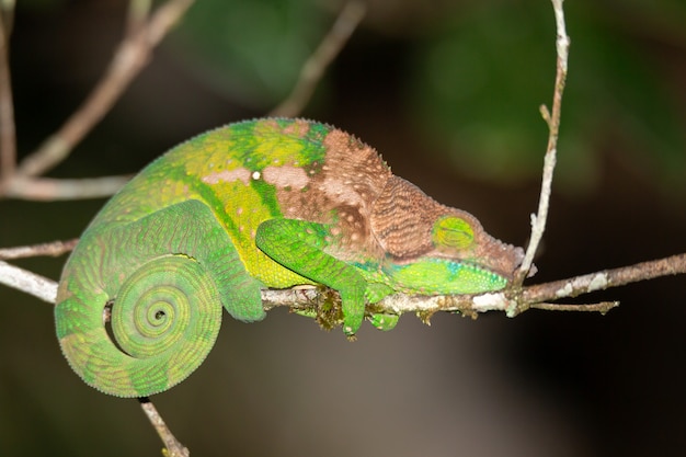 Colorful chameleon in a close-up in the rainforest in madagascar.
