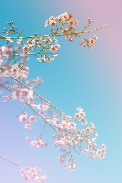 Colorful cherry blossoms on a high mountain