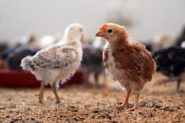 Фото Красочные цыплята на птицеводческой ферме